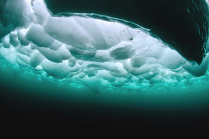 Antarctica on Show